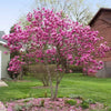 Brighter Blooms - Jane Magnolia, 3-4 ft. - No Shipping to Az,or